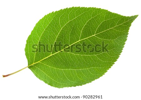 Green leaf. Isolated on a white.