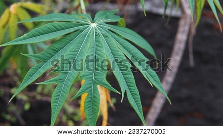 green leaf of the jatropha multifida plant or (coral bush, coral plant, Jarak tintir, Tanaman Yodium, Betadine, Jarak Dokter, Jarak Cina)