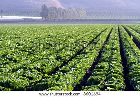 Green leaf lettuce fields of crops