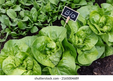 Green Leaf Lettuce In A Garden.