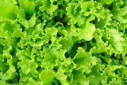 Green Leaf Lettuce Texture On Garden Bed In Vegetable Field. Gardening Background With Lettuce Green Plants
