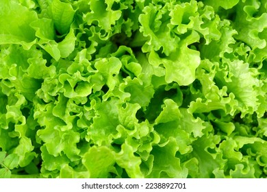 Green leaf lettuce texture on garden bed in vegetable field. Gardening background with lettuce green plants