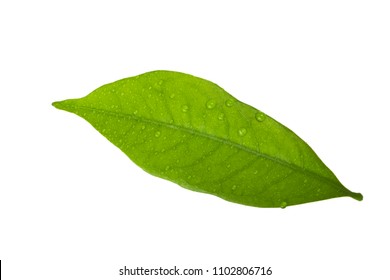 Green Leaf Of Lychee Isolated On White Background