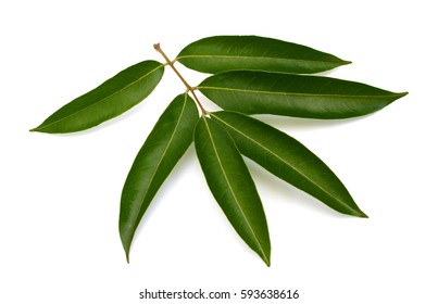 Green Leaf Of Lychee Isolated On White Background