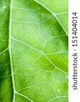 Green leaf macro 