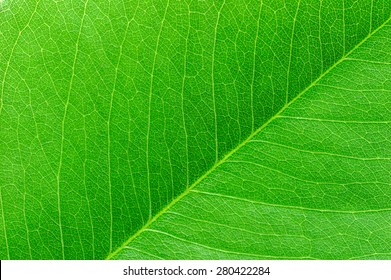 Green Leaf Macro.