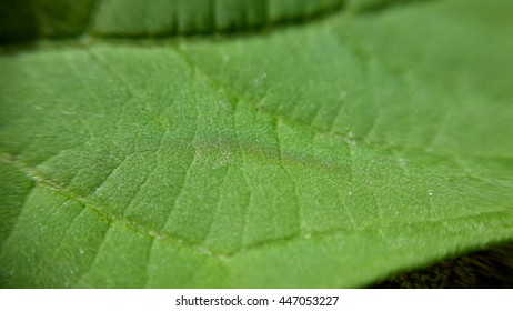 green leaf, macro