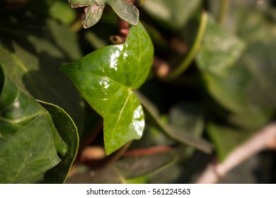Green leaf. Macro.
