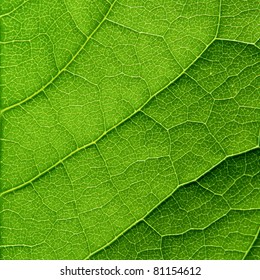 Green Leaf Macro