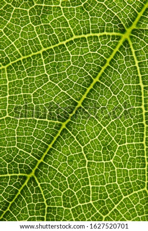 Green leaf macro, anatomy and tecture . - image