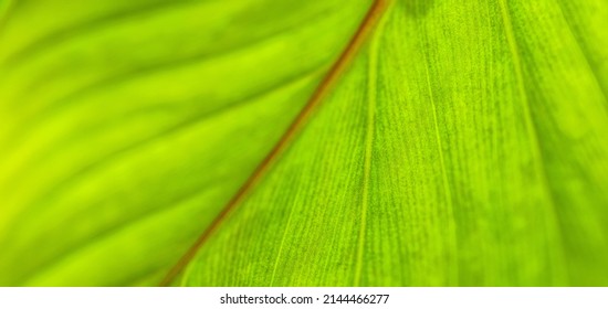 Green leaf macro. Bright nature closeup, green foliage texture. Beautiful natural botany leaf, garden  of tropical plants. Freshness, ecology nature pattern. Botany, spa, health and wellbeing concept - Shutterstock ID 2144466277