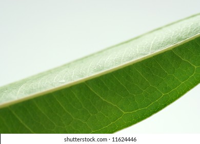 Green Leaf Macro: Ficus Alii