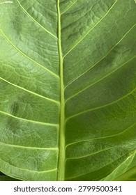 Green Leaf Macro with Parallel Veins and Wrinkled Texture Background  
