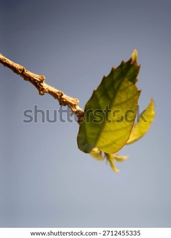 Green leaf macro; single foliage; delicate branch; clear blue sky; natural simplicity outdoor