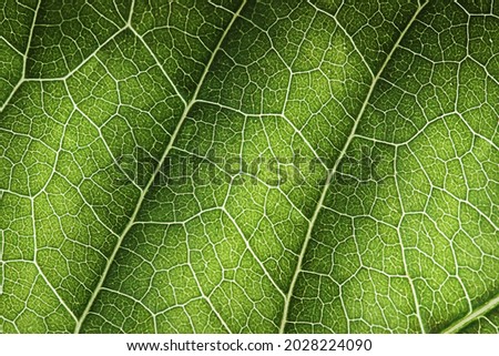 Green leaf macro texture background full frame