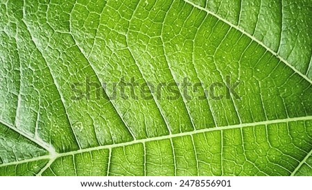 Similar – Image, Stock Photo green leaf close up Summer