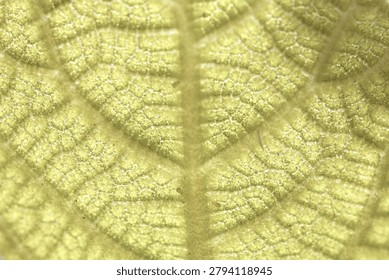 Green leaf macro texture with symmetrical vein pattern