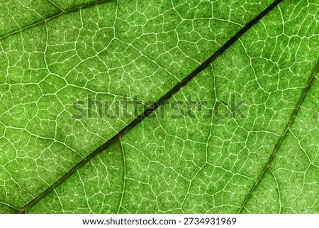 Green leaf macro texture with visible veins. Natural texture, organic pattern Ideal for biology visuals, eco design, botanical illustrations, science materials.