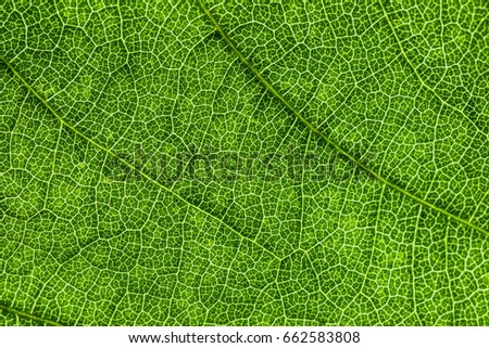 green leaf, macro, zoom, blur