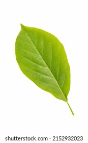 Green Leaf Of Magnolia Tree Isolated On White With Clipping Path
