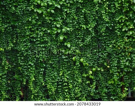 green leaf of Mano de Lagarija ( Macfadyena Unguis-Cati (L.) A.H. Gentry ), ornamental ivy shrubs in the garden