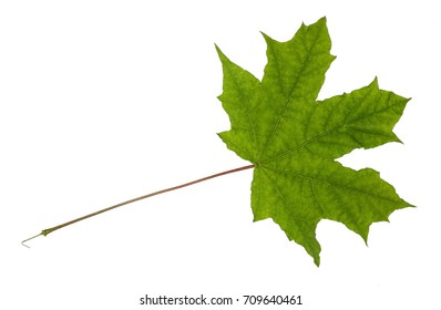 Green Leaf Maple Isolated On White Stock Photo 709640461 | Shutterstock