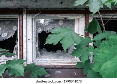 Green Leaf Of Maple Tree Covering Small Broken Window With Red Frame And Window Shades Torn Apart. Detail Of An Old Abandoned House, Falling Apart.