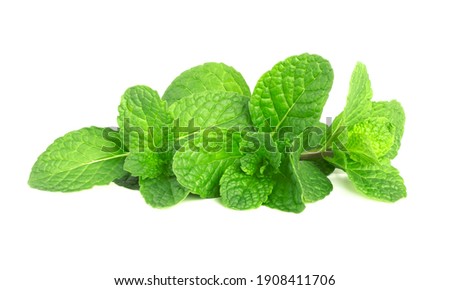 green leaf mint isolate on white background