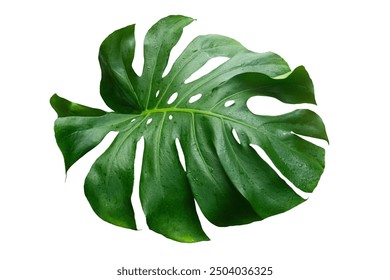 Green Leaf Monstera On White Background, Real Tropical Jungle Foliage Plants. - Powered by Shutterstock