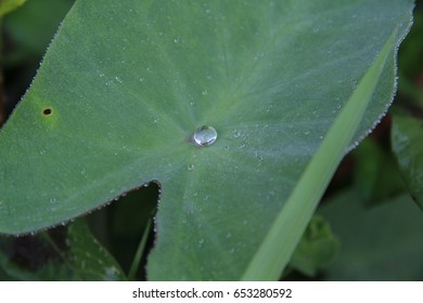 Air keladi mencurah ke daun ibarat mencurah