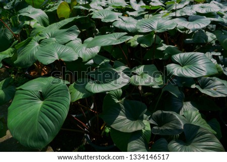green leaf in nature