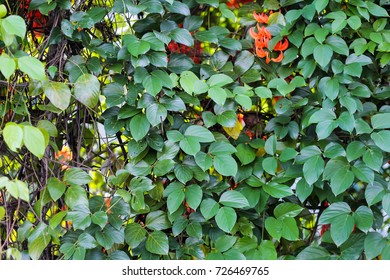 green leaf for nature background