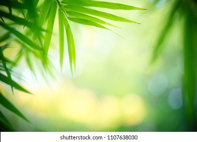 Green leaf nature background using as greenery fresh wallpaper