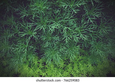 Green leaf on the green backgrounds, Background of green leaves, summer or spring season.