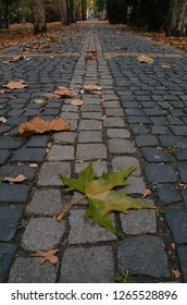 Green leaf on a cobblestone path through the park