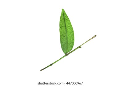 green leaf on isolated background