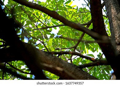 The green leaf on light