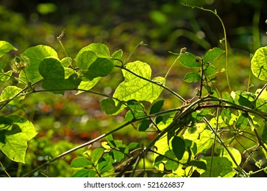 Green leaf on light