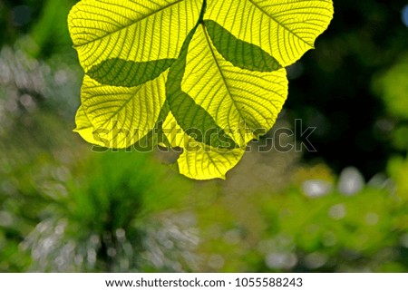 Similar – Foto Bild Biergartenzeit Sommer