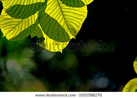 Similar – Foto Bild Biergartenzeit Sommer