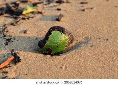 Green Leaf On The Stone On A Beach Sand. High Quality Photo