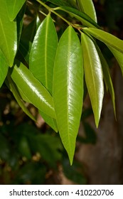 Green leaf on tree