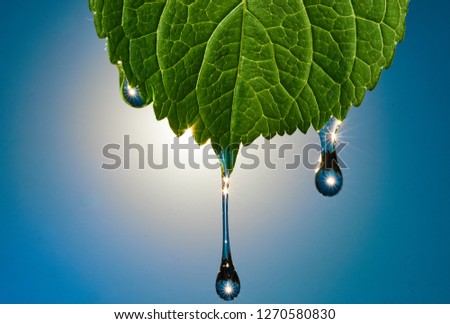 Green leaf on which drops of water flow. The sun illuminates the plant, and the drops are flashing. There is a blue sky in the background.                               