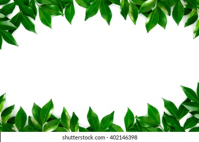 Green leaf on white background - Powered by Shutterstock