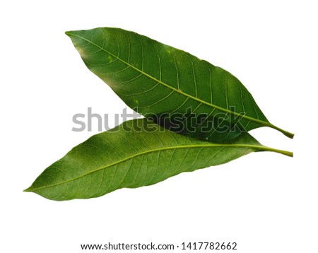Green leaf on white background. Plant with green leaves. The name of the plant is Mangifera indica or mango.