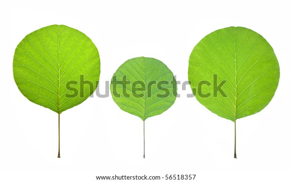Green Leaf On White Background Stock Photo (Edit Now) 56518357