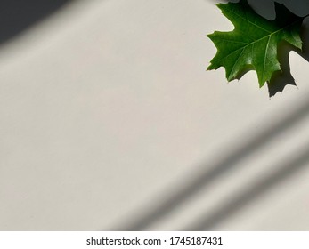 Green leaf on white surface background,white surface,texture element.