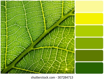 Green leaf and palette of colors