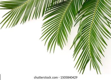 Green Leaf Palm Tree Stock Photo 1505840429 | Shutterstock