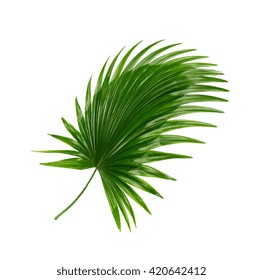 Green Leaf Of Palm Tree Background